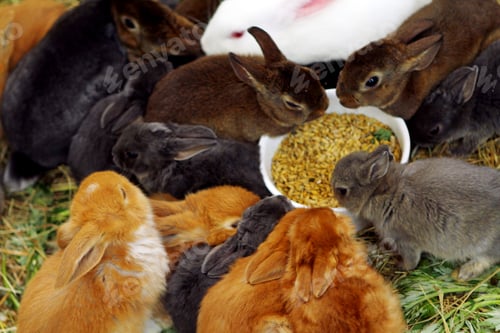 Preview: Many different and cute rabbits