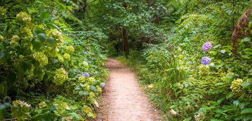 Preview: Path under a canopy of forest trees surrounded by grasses, hydrangea flowers and trees