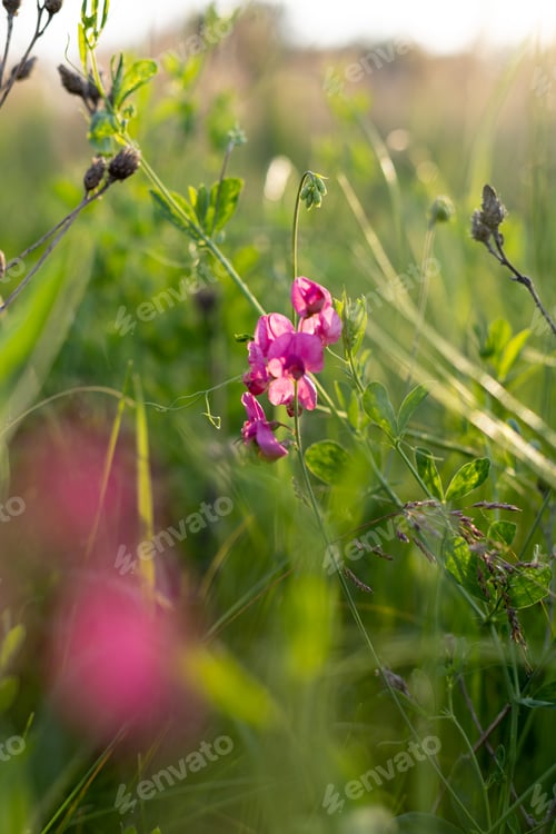 Preview: Summer lilac flowers of sweet peas flower growing wild on sunset.