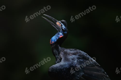 Preview: Abyssinian Ground Hornbill (Bucorvus abyssinicus)