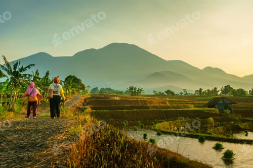 Preview: Beautiful morning view in Indonesia, panoramic landscape of rice fields with mountain