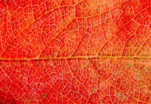Preview: Closeup shot of a red cracked leaf with patterns