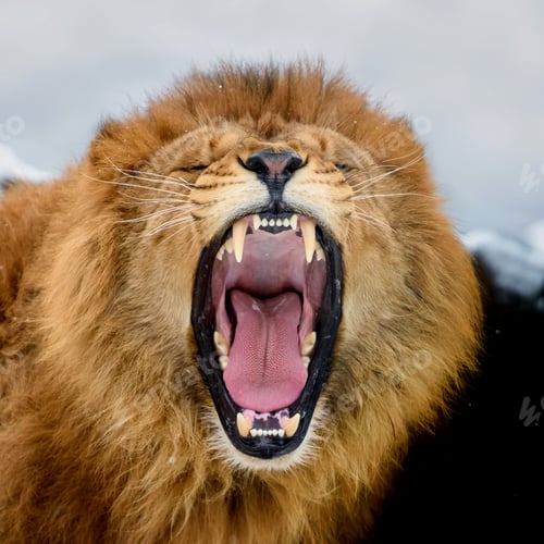 Preview: Close-up of a Lion roaring portrait