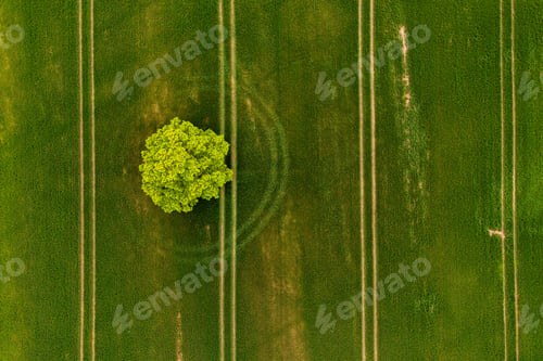 Preview: view from above on lonely tree in a green field