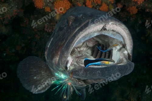 Preview: Potato bass mouth open being cleaned by labrid fish, Aliwal Shoal, Durban, South Africa