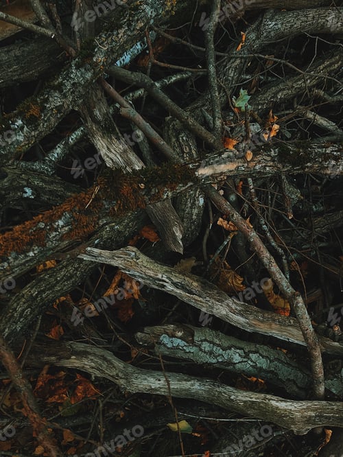 Pile of Fallen Branches and Leaves in Nature