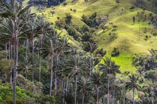 Preview: Cocora