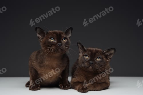 Preview: Two miniature cats with dark brown fur against gray background