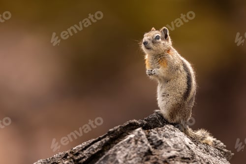 Preview: Close-up of a Golden Mantled Ground Squirrel standing on its hind legs to check out its surroundings