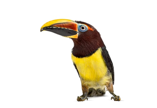 Preview: Chestnut eared aracari toucan standing, looking left
