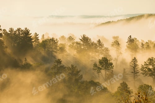 Preview: Trees on a Hillside in Early Morning Light and Fog
