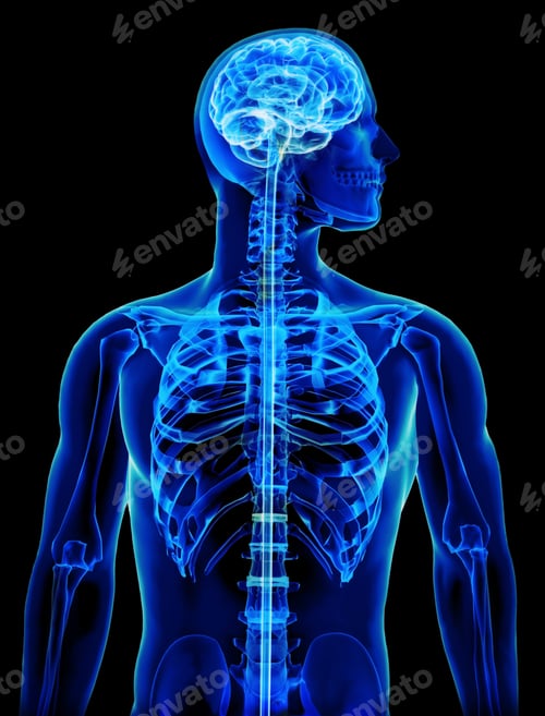 Vista previa: X-ray with brain and spinal cord concept