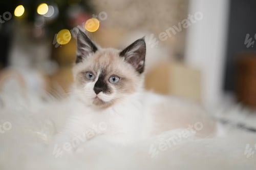 Preview: Beautiful Siamese cat standing in front of a Christmas tree