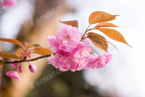 Preview: Pink Cherry Blossoms Bloom in Early Spring
