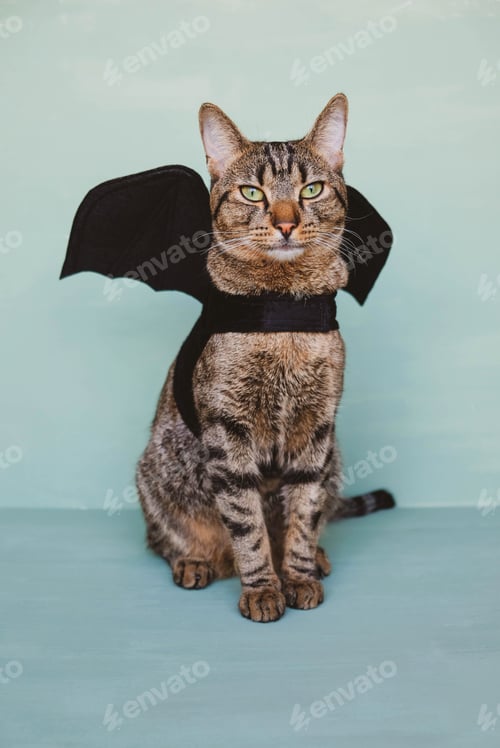 Preview: Tabby cat wearing black bat wings for Halloween party.