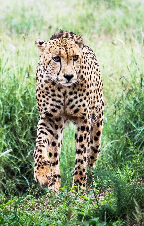 Preview: A Beautiful and Breathtaking wildlife in the World