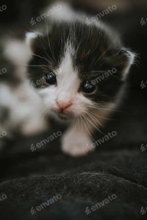 Preview: Vertical shot of a cute little kitten lying on the floor