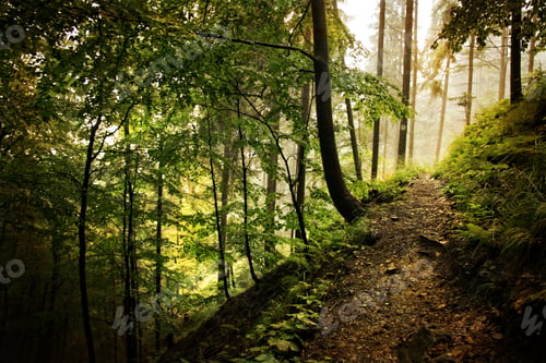 Preview: Walk through autumn forest.
