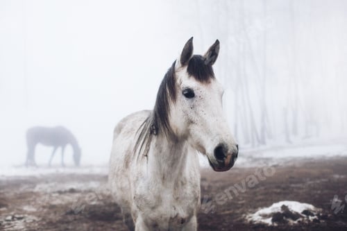 Preview: White horse in winter wonderland