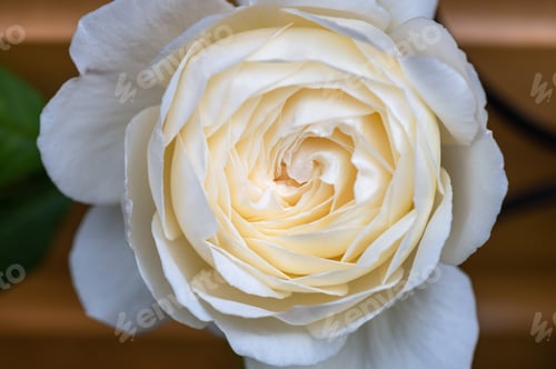 Preview: Macro shot of garden rose