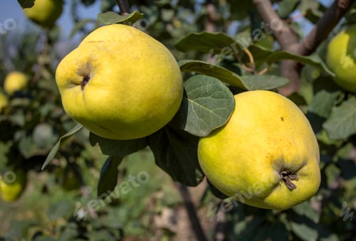 Preview: Organic fresh Quince tree, Izmir / Turkey