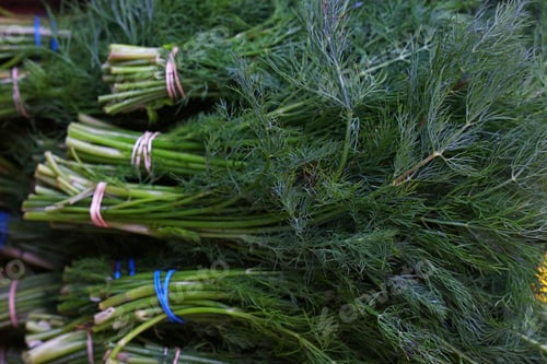 Preview: Heap of fresh green dill bunches