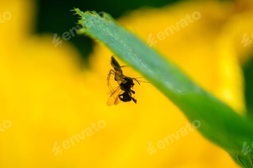 Preview: The natural beauty of Indonesia with small plants and animals, macro photos of plants and animals