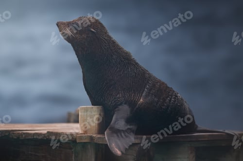 Preview: South American Fur Seal (Arctocephalus australis)