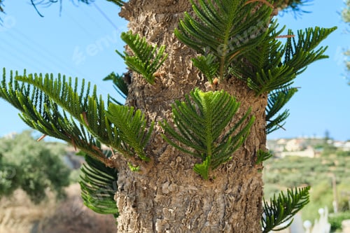 Preview: Closeup part of the bark and leaves of an exotic tree araucaria heterophylla