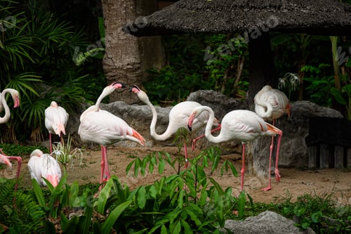 Preview: white flamingo family living in nature