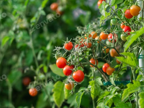 Preview: Close up of cherry tomatoes growing in a vegetable garden