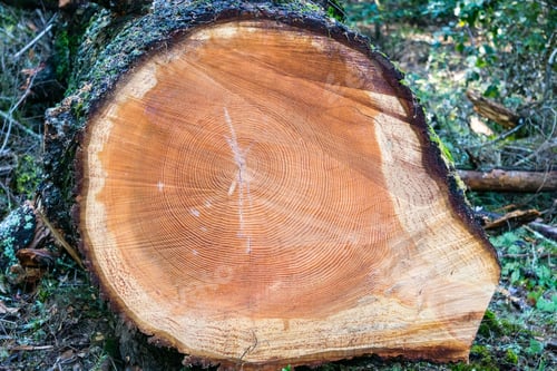 Preview: Cross section in a large pine tree, California