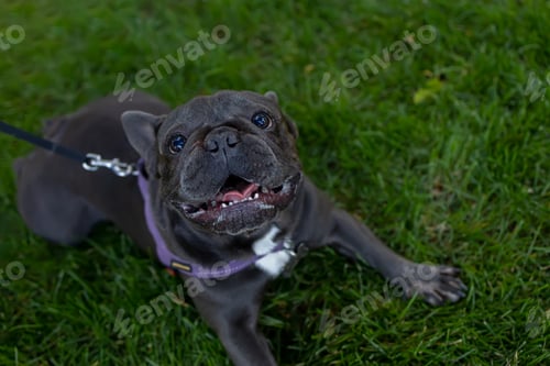 Preview: the french bulldog opened its mouth and looks up