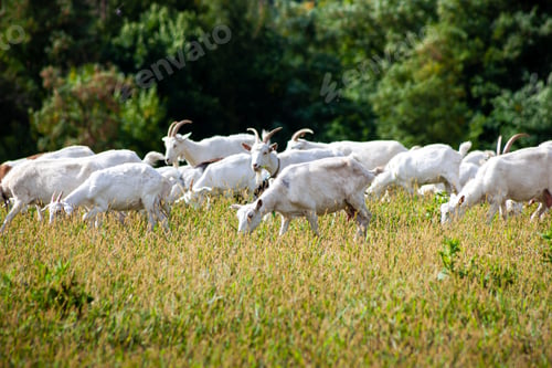 Preview: A herd of goats graze in the meadow. Goat on the farm. Goat in the summer eat grass on the field.