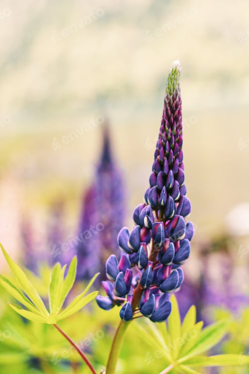 Preview: Purple lupine