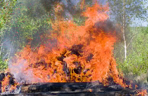 Preview: forest fire