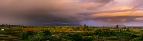 Preview: Beautiful morning view indonesia Panorama Landscape paddy fields with beauty color