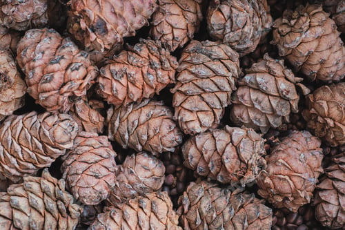 Preview: Siberian cedar cones and nuts, autumn harvest of taiga, traditional crafts of collecting wild nuts