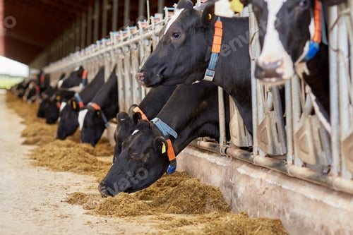 Preview: herd of cows eating hay in cowshed on dairy farm
