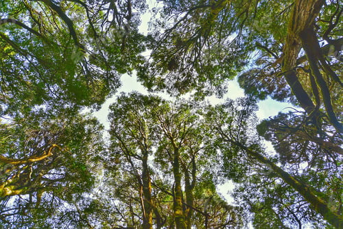 Preview: The forest often creates a cover from the sun, a natural habitat for animals or just a cool image.