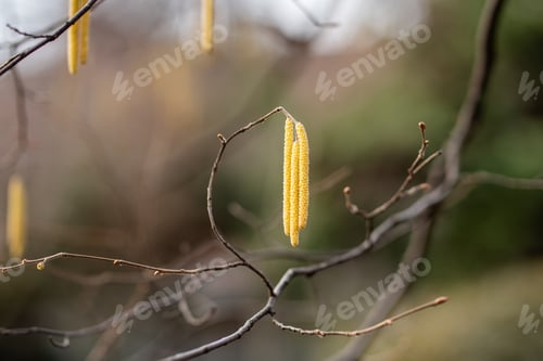 Preview: Earrings on hazel branches closeup in early spring. Hazelnut flowering in park.