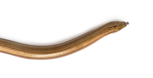 Preview: slowworm, Anguis fragilis, Isolated on white