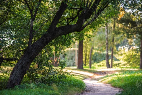 Preview: empty pathway in park with green trees and plants around
