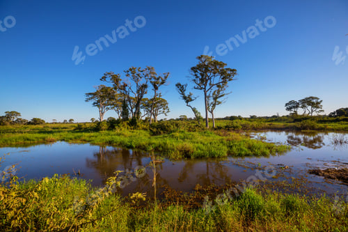 Visualização: Pantanal