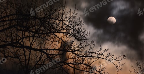 Preview: Mysterious and dark picture of tree branches against the full moon in fog