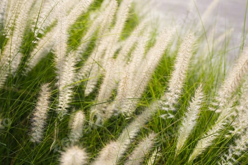 Preview: Fountain grass, beautiful white flower