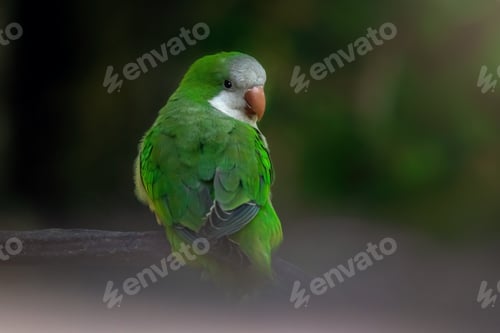 Vista previa: Monk Parakeet bird (Myiopsitta monachus)