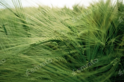 Preview: Close up view of growing green wheat on agricultural field