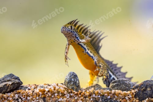 Preview: Southern banded newt aquatic animal in natural underwater habitat