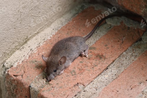 Preview: Small Gray Mouse on Bricks Outdoors